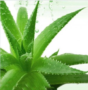 芦荟的养殖方法